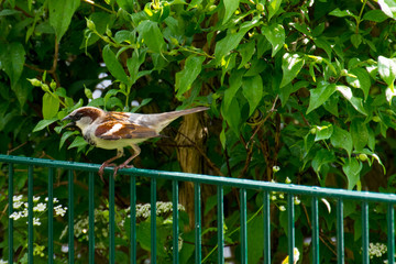 Spatz, sperling auf einem Gartenzaun