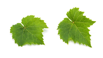 green grape leaves isolated on white background