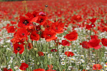 Spring meadow with blossoming daisies and poppy flowers   