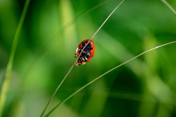 Ladybird walking upside down on a blade of grass
