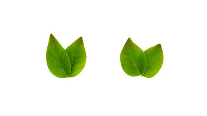 green star gooseberry leaf isolated on white background