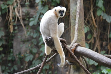 Gibbon in the tree