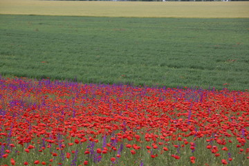 Flower carpet of blossoming poppies and delphinium flowers 