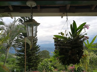 Plants in Colombia