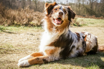 Australian Sheperd