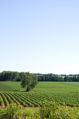 Fototapeta na wymiar Crops growing in rows in lush soil with clear blue sky and green grasslands