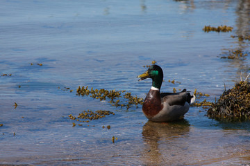  mallard duck on shore