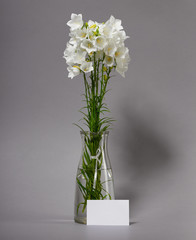 bellflower in a vase on gray background