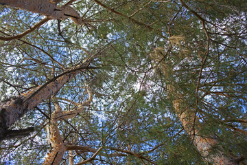 pine forest in spring in Russia
