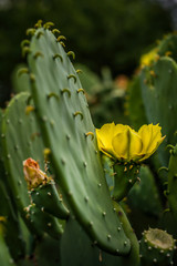 Cactus Blossom