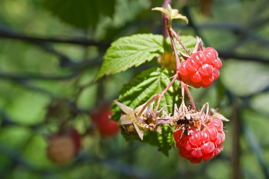 Two fresh raspberries in nature