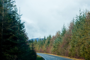 A road leading through some autumn looking trees