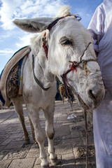 Cute animals posing for the camera beeing curious and adorable