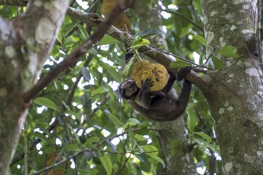 Monkey in the tree of Rio de Janeiro Brazil Tijuca forest