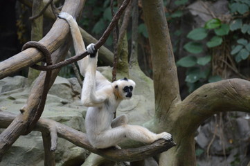 Gibbon in the tree