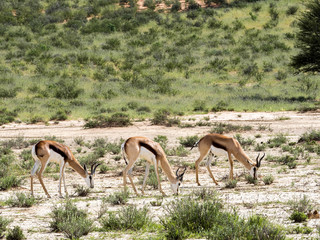 Springbok, Antidorcas marsupialis, pasture, Kalahari South Africa
