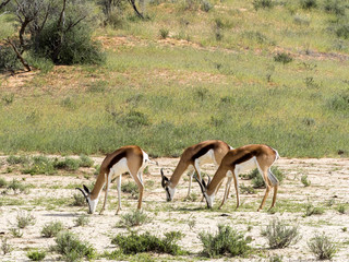 Springbok, Antidorcas marsupialis, pasture, Kalahari South Africa