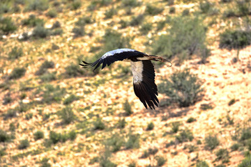 Secretary bird, Sagittarius serpentarius, Kalahari, South Africa