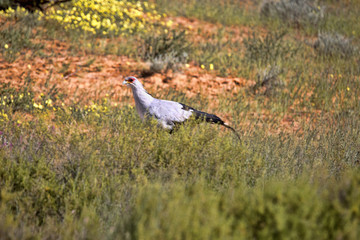 Secretary bird, Sagittarius serpentarius, Kalahari, South Africa