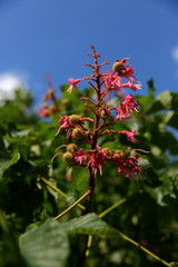 Chestnut is a deciduous tree with interesting leaves in the shape of a human hand.