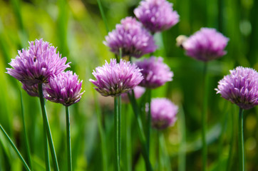 Fototapeta premium flowering meadow in the garden