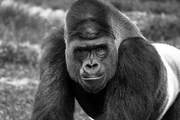 Intimidating Stare from Silver Back Gorilla in Black and Whtie © Stretch Clendennen