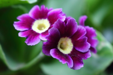 Obraz premium Couple of purple flowers (Primula x pubescens) in the garden