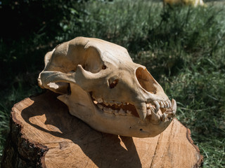 Bear Skull on log