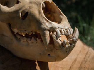 Fototapeta premium Bear Skull on log