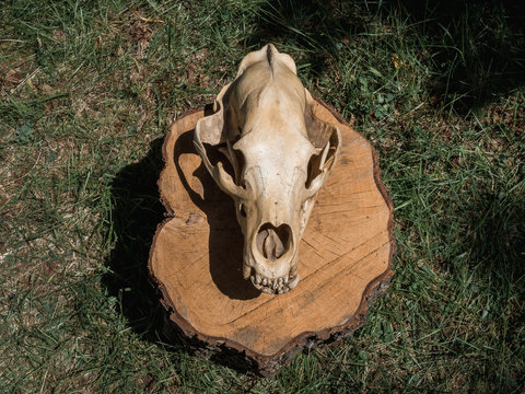 Bear Skull on log