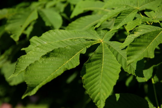 Chestnut is a deciduous tree with interesting leaves in the shape of a human hand.