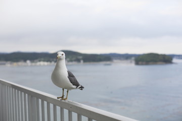 The sea in Minamisanriku