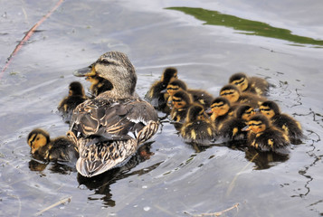 Female Mallard / Female mallard duck and her newly hatched ducklings