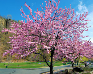 Fototapeta premium Spring Time / Spring at the Fort Lee Hudson State Park near Fort Lee, New Jersey