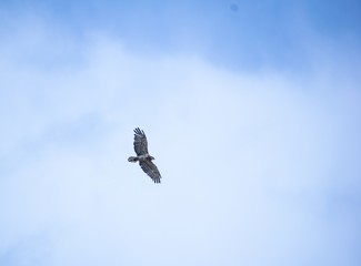 Image shows a short-toed snake eagle (Circaetus gallicus) flying in the blue sky.