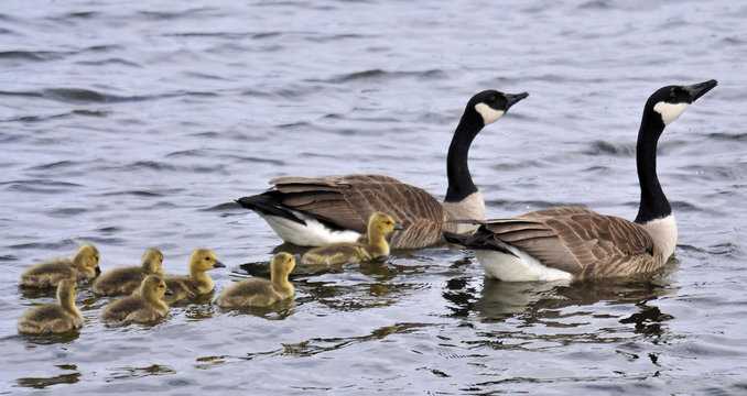 Canada Geese and their newly hatched little ones