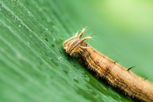 Raupe des gew&ouml;hnlichen Bananenfalters (caligo eurilochus)