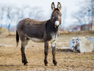 Donkey
