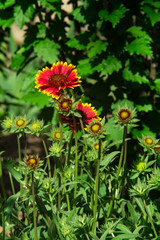 Spring flowers in Ukraine. Close up shot