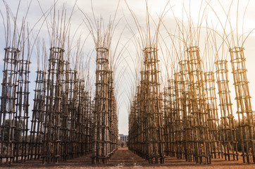 Cattedrale vegetale / Alberi artistici