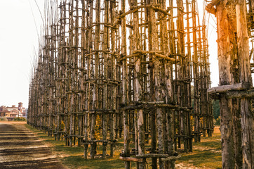 Cattedrale vegetale / Alberi artistici