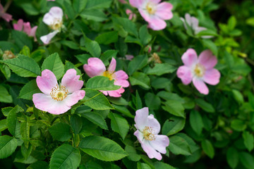 A pink tea rose on a bush in the garden. Beautiful juicy greens with contrast rose close-up in summer or spring