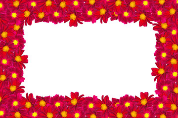 Colored Dahlia Flower Isolated on White Background.