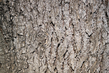 corteccia tronco albero con venature legno