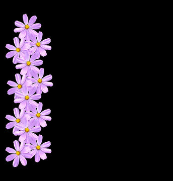 Fototapeta Bright colorful cosmos flowers