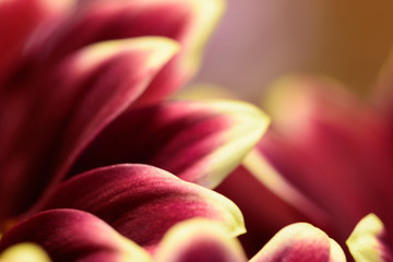 Chrysanthemum petals closeup