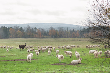 Animals grazing in autumn fields