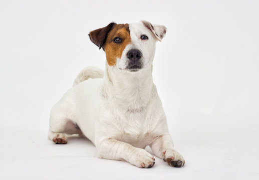 Jack Russell Terrier looks at the gray background