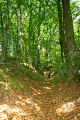 Turysta idący przez leśny wąwóz