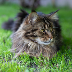 Maine Coon. The largest cat sitting on the grass